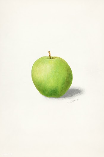 Apple (Malus Domestica) (1909) by W.L.Burn. Original from U.S. Departm.. | Free public domain illustration - 2278387