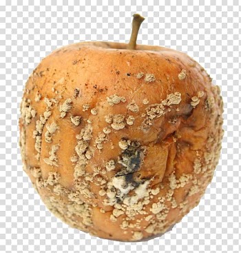 Apple Mold, Moldy apples transparent background PNG clipart