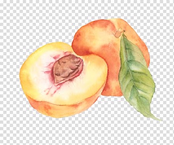 Apple painting, Watercolor painting Watercolour Flowers Drawing, peach transparent background PNG clipart