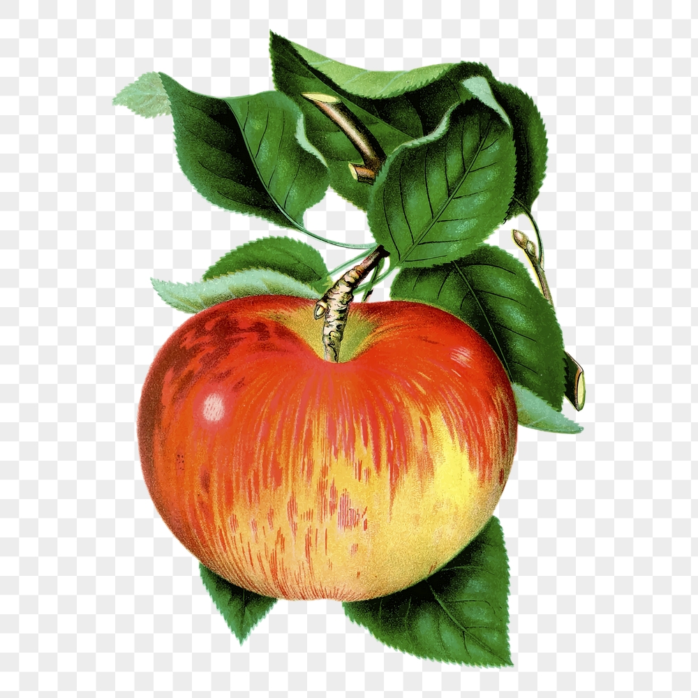 Apple png sticker, vintage fruit | Free PNG - rawpixel