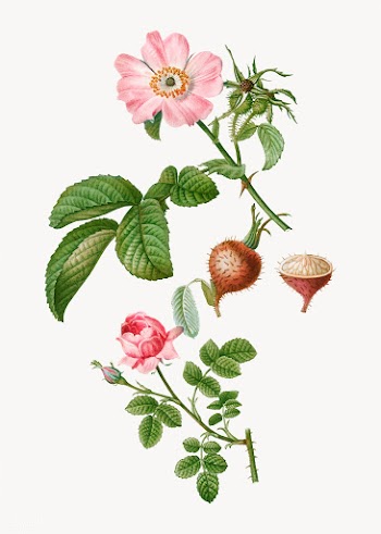 Apple rose | Free stock vector - 569472