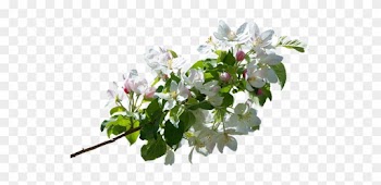 Apple Tree Branches Png Transparent