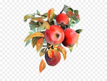 Apple Watercolor painting Fruit - Watercolor apple 
