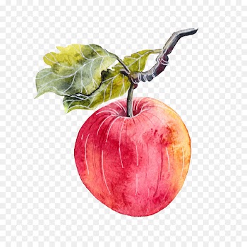 Apple Watercolor painting Illustrator - Watercolor hanging in the branches of the apple 