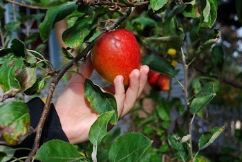 ApplePicker.jpg