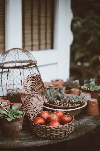 apples in basket on table beside plants