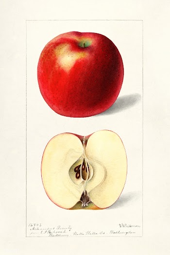 Apples (Malus Domestica) (1897) by Deborah Griscom Passmore. Original .. | Free public domain illustration - 2259656