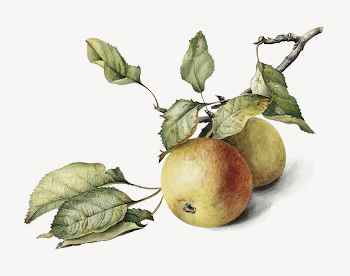 Apples on branch collage element, | Free PSD - rawpixel