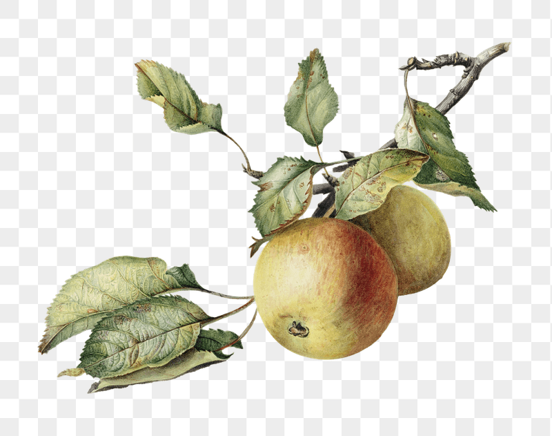 Apples on branch png sticker, | Free PNG - rawpixel