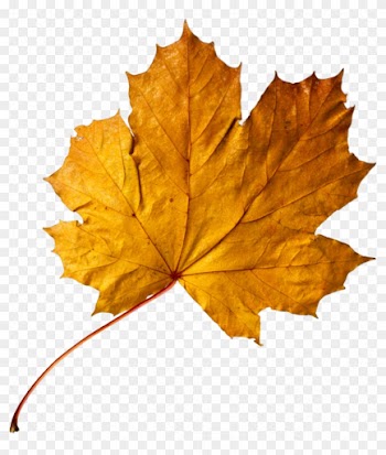 Apricot Autumn Leaf Color Maple Leaf Gold - Apricot Autumn Leaf Color Maple Leaf Gold