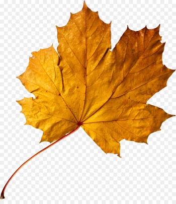 Apricot Autumn leaf color Maple leaf Gold - Golden Apricot leaves 