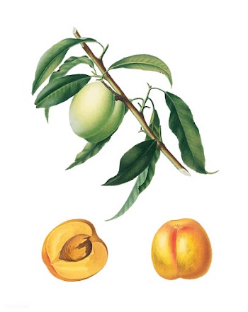 Apricot from Pomona Italiana (1817-1839) by G.. | Free stock vector - 487842