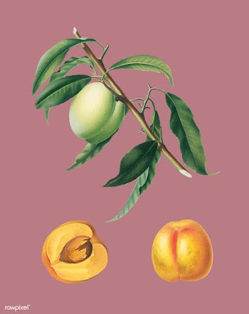 Apricot from Pomona Italiana (1817-1839) by G.. | Free stock vector - 487859