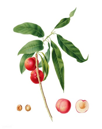 Apricot from Pomona Italiana (1817-1839) by G.. | Free stock vector - 487925