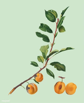 Apricot from Pomona Italiana (1817-1839) by G.. | Free stock vector - 488197