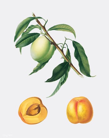 Apricot from Pomona Italiana illustration | Free stock vector - 487825
