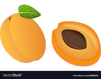 Apricot isolated on white background ripe fruit vector image