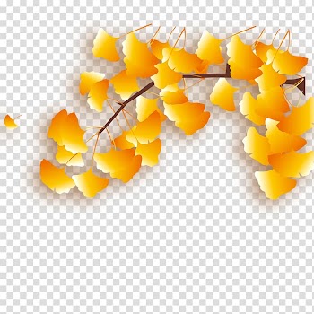 Apricot Leaf Designer, Almond leaf transparent background PNG clipart
