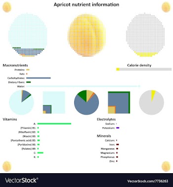 Apricot nutrient information vector image