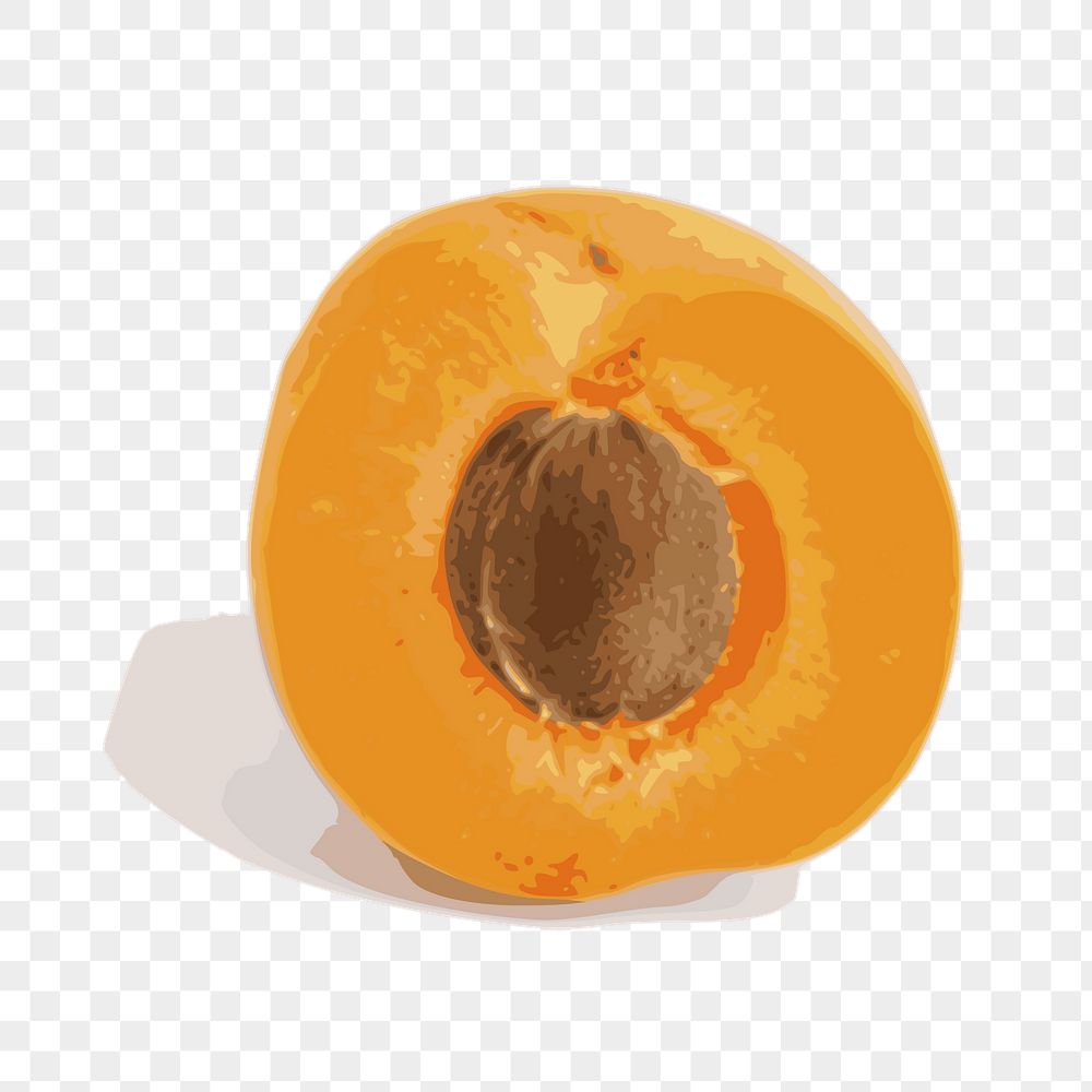 Apricot png sticker, fruit illustration | Free PNG - rawpixel