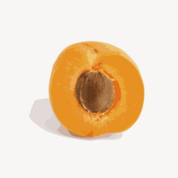 Apricot sticker, fruit illustration vector. | Free Vector - rawpixel