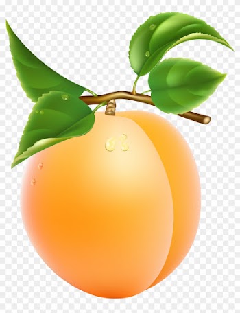 Apricot Transparent Png Clipart Picture - Apricot Clipart
