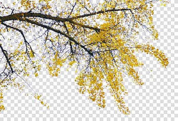 Apricot Twig Ginkgo biloba Leaf, Apricot leaves transparent background PNG clipart