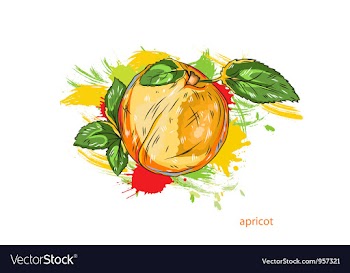 Apricot with colorful splashes vector image