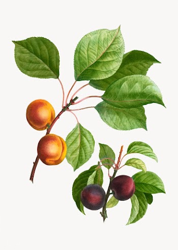 Apricots and plums | Free stock vector - 568819