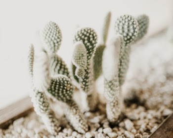 Apuntia microdasys