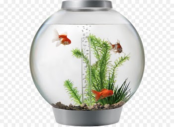 Aquarium, Biorb, Biorb Classic Collection, Goldfish PNG