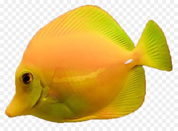 Aquarium Coral Saltwater fish Seawater - water 
