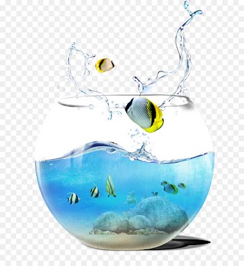 Aquarium - Cutlass fish tank 