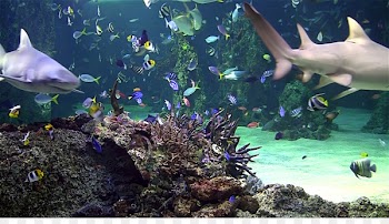 Aquarium Desktop Wallpaper High-definition television Screensaver High-definition video - Aquarium 