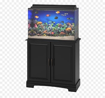 Aquarium Fish - Aquarium Fish Tank 