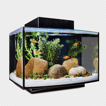 Aquarium Fish Tank PNG File