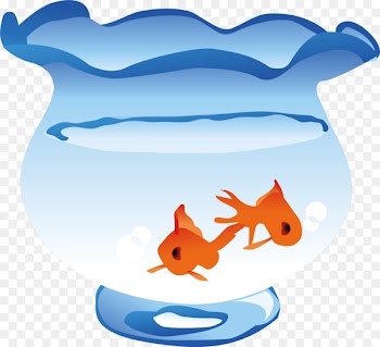 Aquarium Goldfish - Fish tank png vector element 