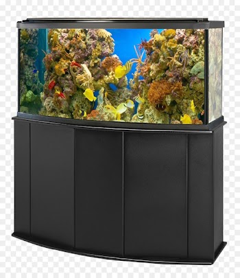 Aquarium Goldfish Ornamental fish - Aquarium Fish Tank 