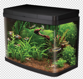 Aquarium Life PNG Image Background