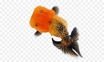 Aquarium Lionhead Ranchu Pearlscale Fish - made 