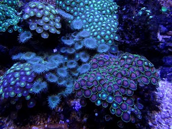 Aquarium marin du cap | Free Photo - rawpixel