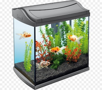 Aquarium Tetra Coldwater fish Pet - Automatically changing the water tank 