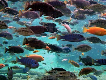 Aquatic_Gathering.jpg
