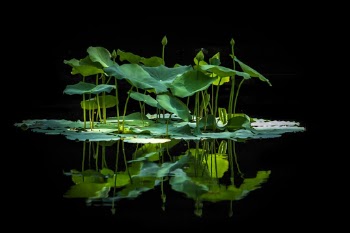 Aquatic Jungle