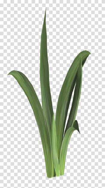 Aquatic plant Aquatic animal, grass transparent background PNG clipart