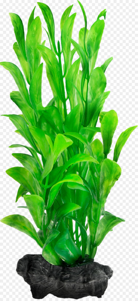 Aquatic Plants Aquariums Hygrophila polysperma - plant 
