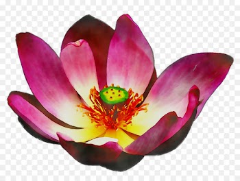 Aquatic Plants Flowering plant Magenta -  