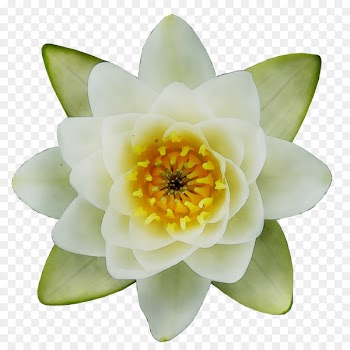 Aquatic Plants Proteales -  