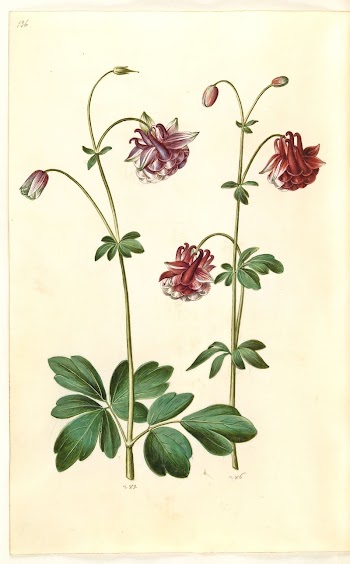 Aquilegia vulgaris (common columbine) by Maria | Free Photo - rawpixel