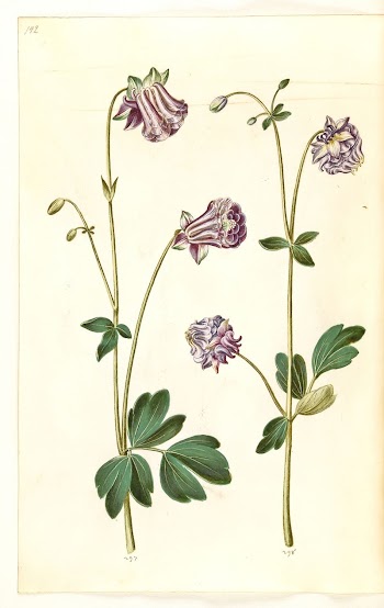 Aquilegia vulgaris (common columbine) by Maria | Free Photo - rawpixel